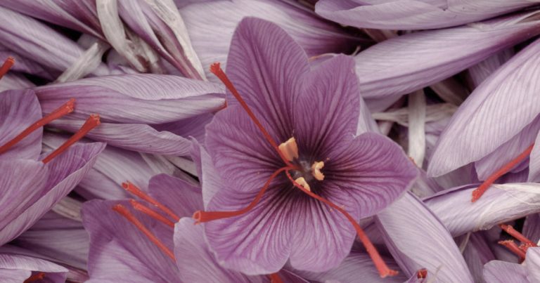 The Leading Benefits of Saffron in Skincare